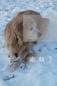 逾期了一天 网商贷没了 逾期了一天 网商贷没了